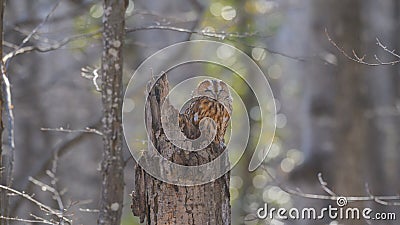 Portrait of a tawny owl in the autumn forest Strix aluco Stock Photo