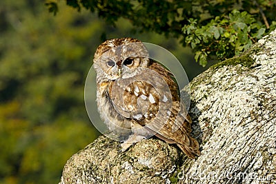 Portrait of a Tawny Owl strix aluco Bird of Prey in the British, UK countryside Stock Photo