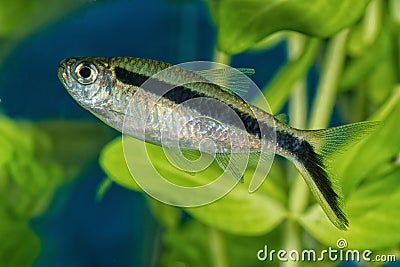Portrait of tetra fish Boehlkea fredcochui in aquarium Stock Photo