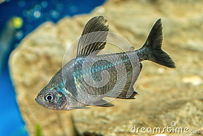 Portrait of tetra fish (Hyphessobrycon megalopterus) in aquarium Stock Photo