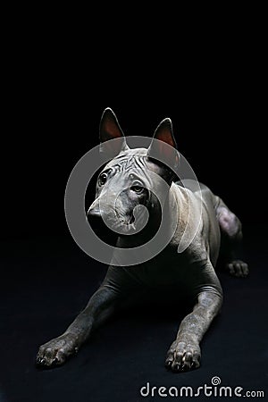 Portrait of a Thai Ridgeback on a black background. Close. Studio shooting. Stock Photo