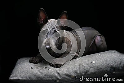 Portrait of a Thai Ridgeback on a black background. Close. Studio shooting. Stock Photo