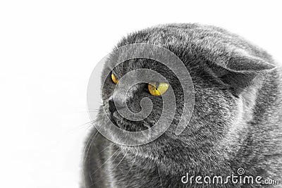 Portrait of a thoroughbred british cat on white background Stock Photo