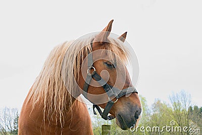 Portrait of a thoroughbred chestnut stallion. Horse head Stock Photo