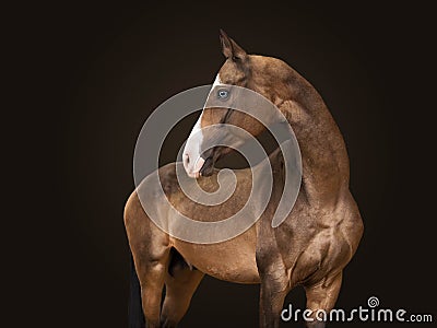 Portrait a thoroughbred stallion of brown color of breed Akhalteke . black background Stock Photo