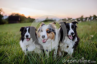 Portrait of three border collies outdoor in a meadow. Stock Photo