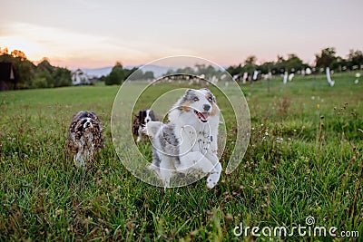 Portrait of three border collies running outdoor in a meadow. Stock Photo