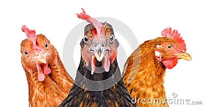 Portrait of three chickens Stock Photo