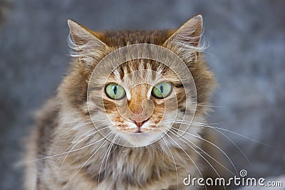 Portrait of a three-colored cat with green eyes Stock Photo