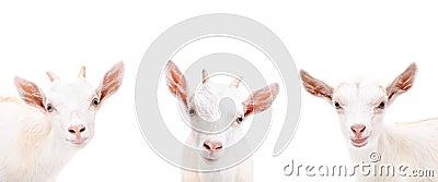 Portrait of three cute goat Stock Photo