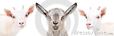 Portrait of a three cute little goat Stock Photo