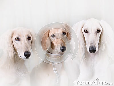 Portrait of three dog breeds Persian Greyhound Stock Photo