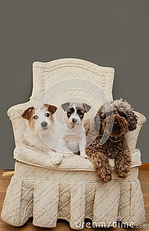 Portrait three dogs and puppy sitting on sofa at home Stock Photo
