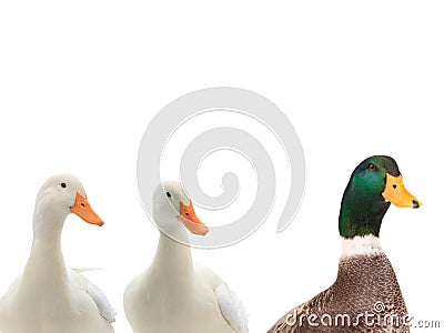 Portrait three ducks isolated on white Stock Photo