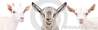 Portrait of a three funny goat Stock Photo