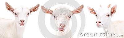 Portrait of a three funny goat Stock Photo