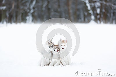 Portrait of a three husky puppies Stock Photo