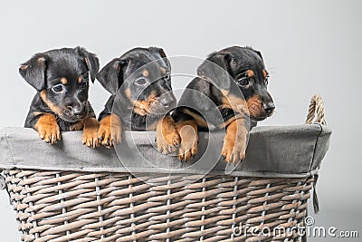 Portrait of three miniature pinscher puppies in a wicker basket Stock Photo