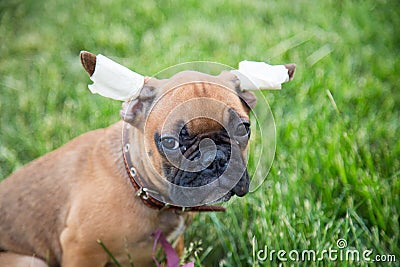 Portrait of a three-month-old bulldog puppy with a sad look. Stock Photo