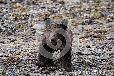 Portrait of a three month old little grizzly baby- Alaska Stock Photo