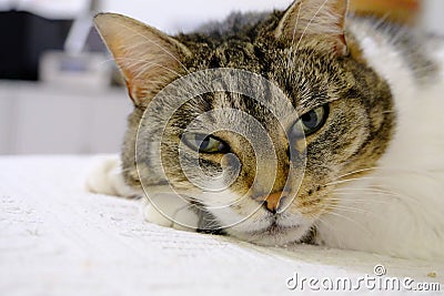 Portrait of tabby cat with green eyes Stock Photo