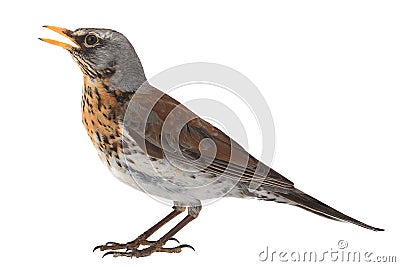 Portrait thrush Stock Photo