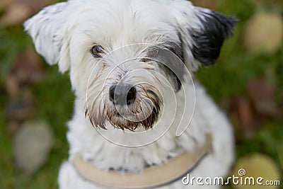 Portrait of a cute tibet terrier looking at the camera with a faithful look in nature Stock Photo