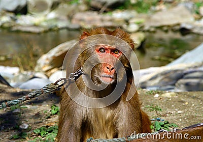 Portrait of Tibetan macaque Macaca thibetana on a leash Stock Photo