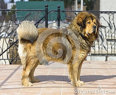 Portrait of a Tibetan Mastiff Stock Photo