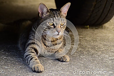 Portrait of a tiger cat with yellow eyes lying under the car, cat on the left side of photo Stock Photo