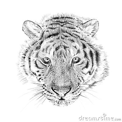 Portrait of tiger drawn by hand in pencil Stock Photo