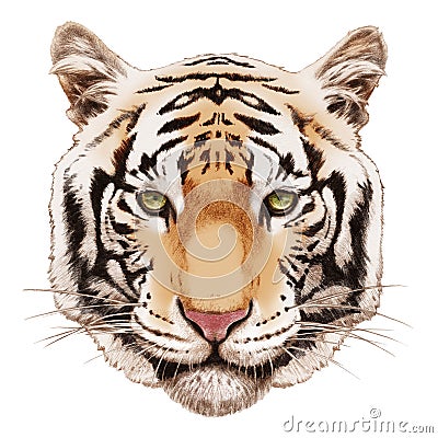 Portrait of Tiger. Cartoon Illustration