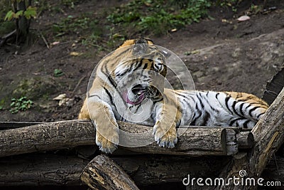 Portrait of a tiger lying on a tree. Editorial Stock Photo