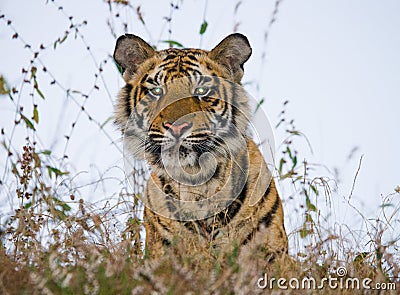 Portrait of a tiger in the wild. India. Bandhavgarh National Park. Madhya Pradesh. Cartoon Illustration