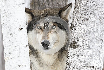 Portrait timber wolf Stock Photo