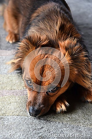 Portrait of a tired mongrel puppy Stock Photo