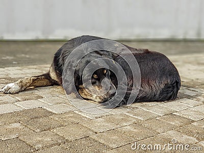 Portrait of tired and sad dog resting on a sidewalk. Stock Photo