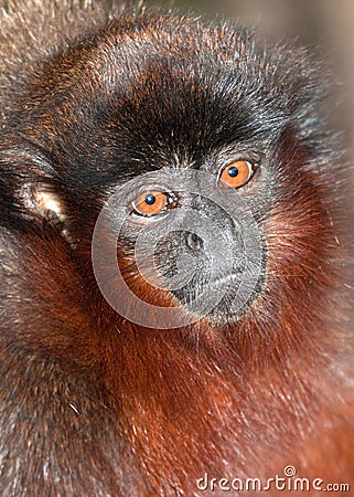 Portrait of a Titi Monkey Stock Photo
