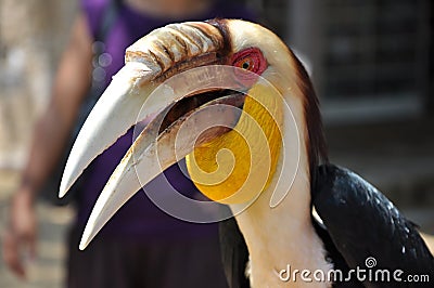 Portrait of a Toucan and its big beak Stock Photo