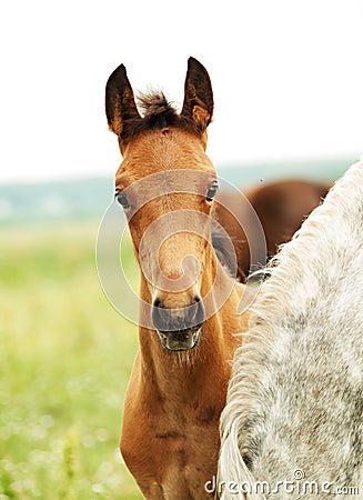 Portrait of trotter foal in the meadow Stock Photo