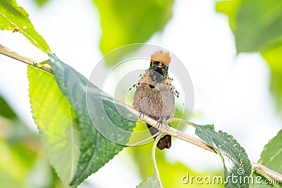 Portrait of a Tufted Coquette hummingbird, in a Lantana plant Stock Photo