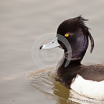 Portrait of the Tufted Duck Stock Photo