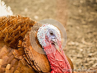 Portrait of a Turkey Stock Photo
