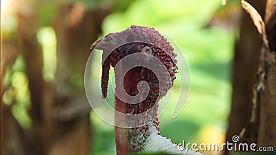 Portrait of a turkey in the nature at sunset time. turkey at the farm. bird head closeup. Funny Turkey Head. nature and wildlife Stock Photo