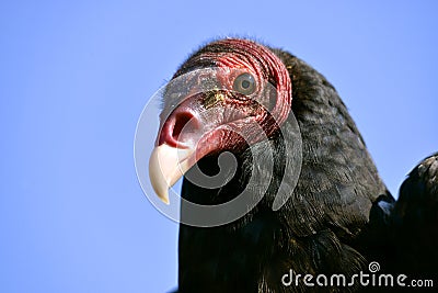 Portrait Turkey vulture Stock Photo