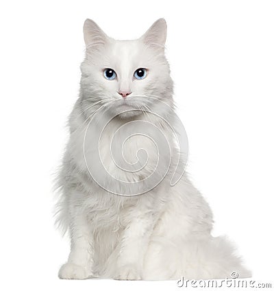 Portrait of Turkish Angora cat, 4 years old Stock Photo