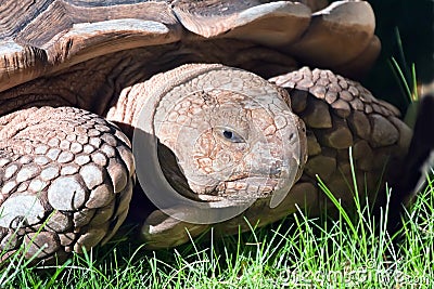 Portrait of old giant turtle Stock Photo