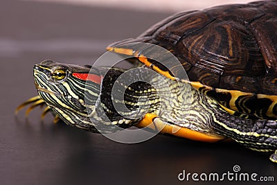 Portrait of turtle Stock Photo
