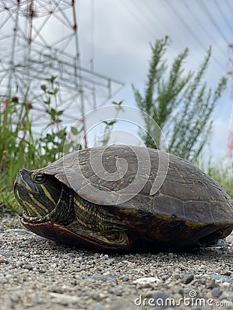 Portrait turtle while crossing road Stock Photo