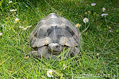 Portrait turtle from the front, in the green grass b Stock Photo